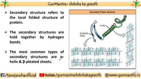 Beta Pleated Sheet Protein Structure