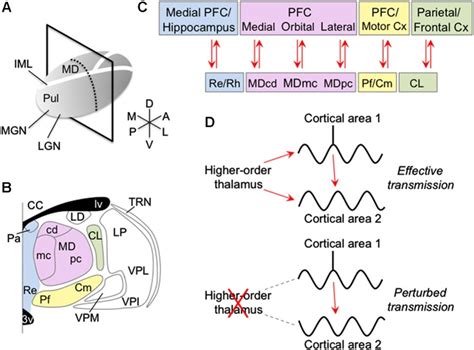 Anatomy Of The Intralaminar And Medial Thalamic Nuclei And Their Download Scientific Diagram