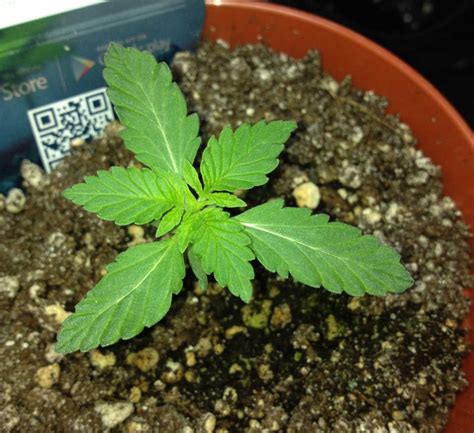 10 Odd Realities About Growing Cannabis Plants Grow Weed Easy