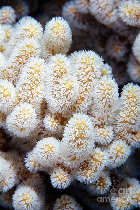 Coral Polyps 1 By Alexander Semenov Science Photo Library