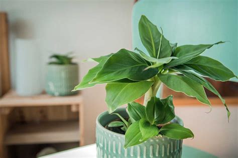 How To Grow Banana Plants Indoors