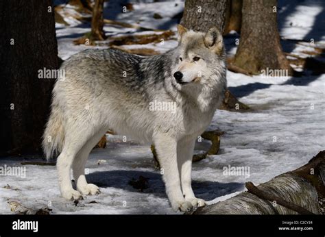 Female Gray Wolf or Timber wolf Canis Lupus in a North Ontario forest in spring with snow Stock ...