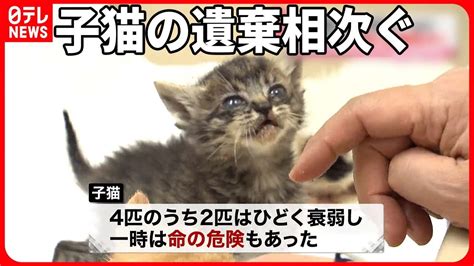 【相次ぐ】段ボールに入れられゴミ置き場に新潟市で子猫の遺棄 動物（犬・猫 他色々）【まとめ動画】