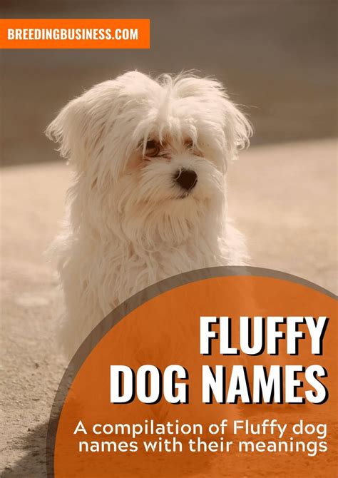 90+ Fluffy Dog Names – Cool Hairy Dog Names for Super Furballs!