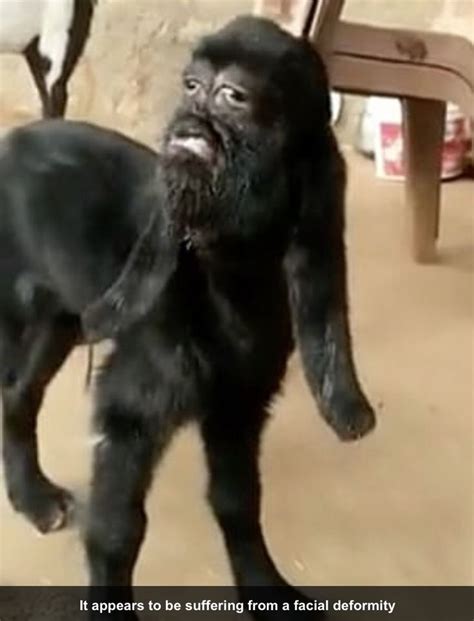 Goat with Human Face | Animals, Dogs, Gorilla