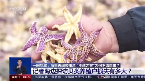 海星再现青岛胶州湾 “不速之客”为何不请自来？ 中国科技网