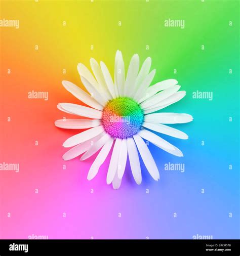 Rainbow colored flower background Stock Photo - Alamy