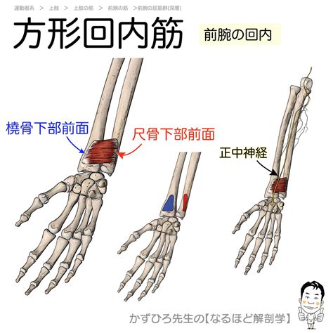 かずひろ先生 なるほど解剖学 On Twitter 【前腕深層の屈筋群】 ・深指屈筋：尺骨前面・前腕骨間膜 → 第2〜5末節骨底／橈側半は正中神経、尺骨半は尺骨神経／第2〜5指のdip関節