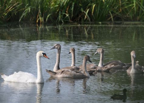 Cygnus olor Mute swan Cygne tuberculé An alarc h rou Flickr