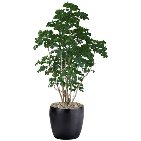 Aralia Chicken Gizzard Phillip S Interior Plants Displays