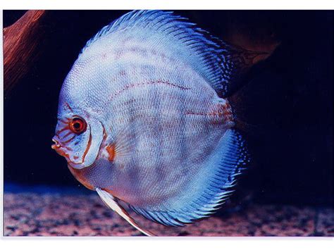 discus center - فروش ماهی دیسکوس، مالزی، کلی، جزیئ،