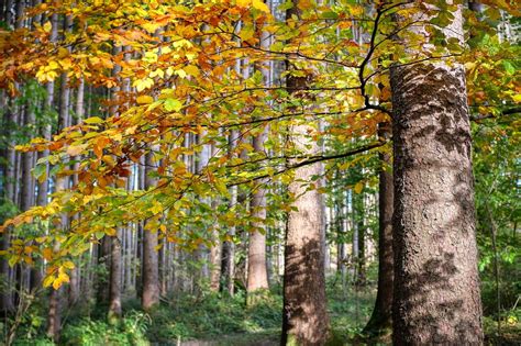 Maßnahmenkatalog Biodiversität im Wald erhalten und fördern BFW