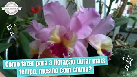 Dicas Dona Maria Como Fazer Para A Flora O Durar Mais Tempo Mesmo