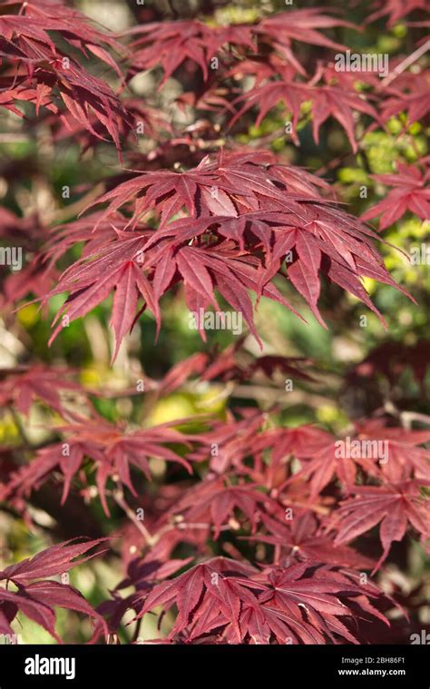 Acer palmatum emperador rojo fotografías e imágenes de alta resolución