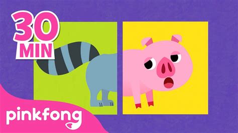 Chansons d animaux pour les petits Comptines Pinkfong Bébé Requin