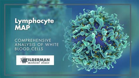 Lymphocyte Map Comprehensive Analysis Of White Blood Cells Wilderman