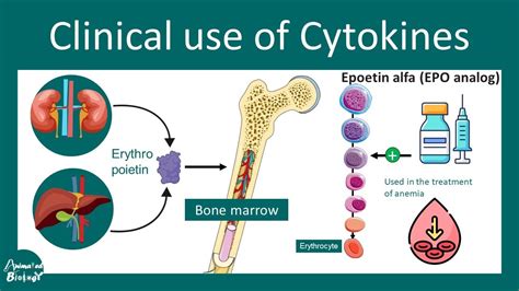 Cytokine Clinical Usage Cytokines As Medicine Usmle Step 1 Youtube