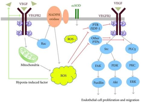 Ros In Vegf Signaling In Endothelial Cell Proliferation Open I