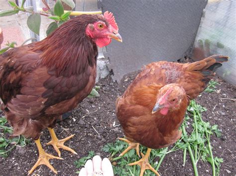 12 Week Old Chick Increasingly Crooked Back Backyard Chickens Learn How To Raise Chickens