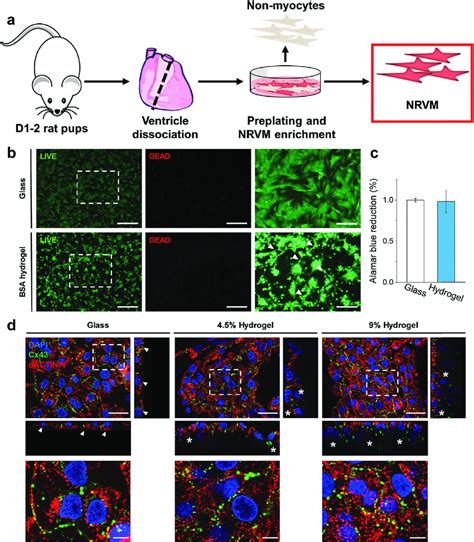 Bsa Hydrogels As Cell Scaffolds A Diagram Of Neonatal Rat