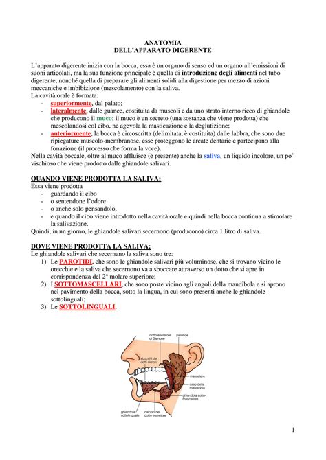 SOLUTION Sintesi Anatomia Dell Apparato Digerente Dell Uomo Biologia