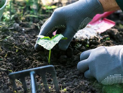 How Epsom Salt Can Boost Your Garden S Health Milliths Garden