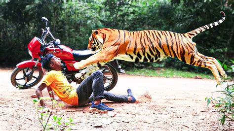 6 Tiger Encounters You Shouldnt Click On Youtube