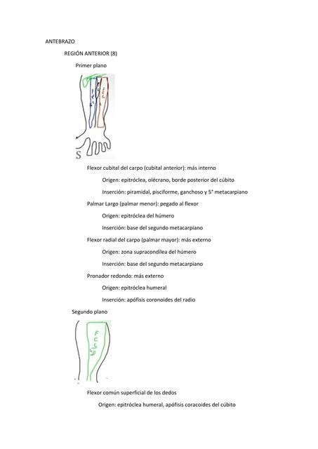 Musculos Del Miembro Superior Naomi Ambrosio Udocz