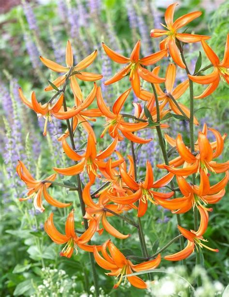 Marhanlilja Orange Marmalade Viherpeukalot Bulb Flowers Flower