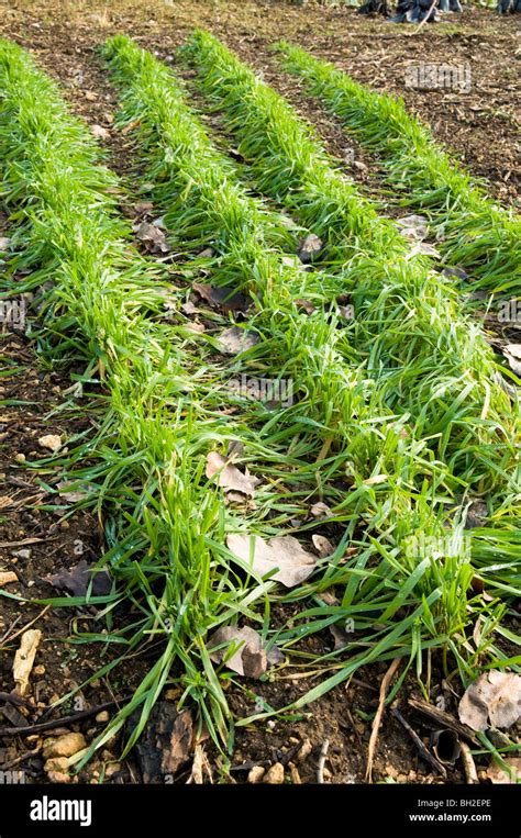 Grazing Rye Green Manure Hi Res Stock Photography And Images Alamy