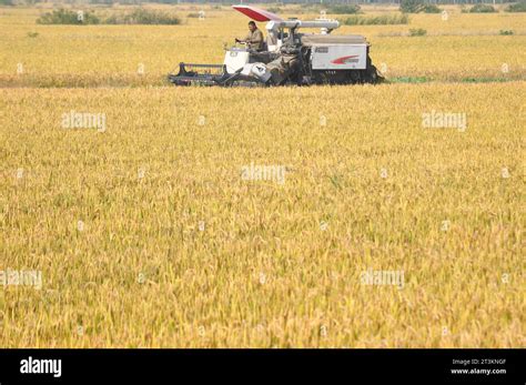 Farmers Harvest Rice In The Field In Donghai County Lianyungang City