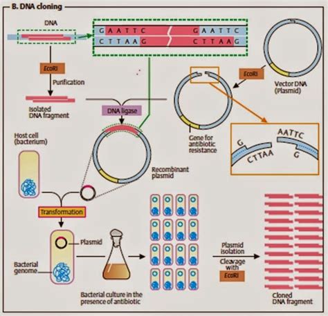 Reacción En Cadena De La Polimerasa Polymerase Chain Reaction Pcr Apuntes De Biotecnología