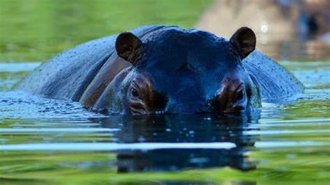 Why this doctor is castrating the offspring of Pablo Escobar's escaped hippos | CBC Radio