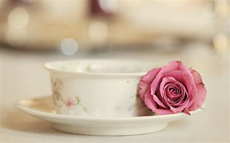 Rose With Tea Cup | Wallpup.com