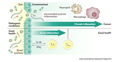 Gut Microbiota Immunity