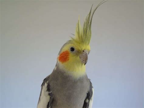 Great B Names For Your Pet Bird - BirdDocs.com