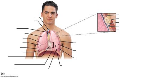 Anatomical Relationships Of Organs In The Thoracic Cavity Diagram Quizlet