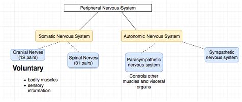 Psych 101 Chapter 6 The Nervous System Diagram Quizlet