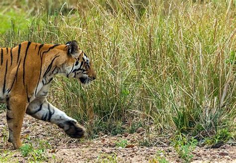 Tiger Trail Safari Tour Kanha And Bandhavgarh India 10adventures