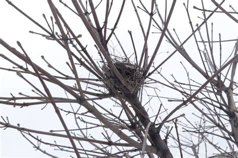 Nid Vide D Oiseau Sur Les Branches Nues D Un Arbre Photo Stock Image