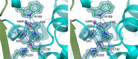 Representative Electron Density Stereo View Of The Final 2 F O Ϫ F C Download Scientific