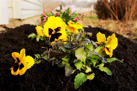 How To Kill Grass In Flower Beds