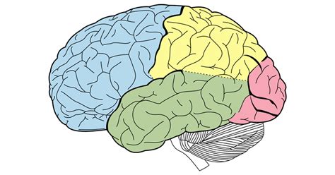 What Negative Thinking Does To Your Brain Attn