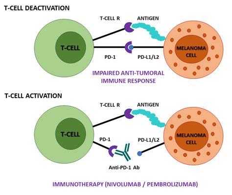 Immunotherapy Of PD 1 PD L1 L2 Axis Blockade Mechanism Of Action