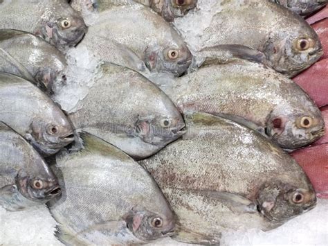 Sea Fish In The Market Black Pomfret Parastromateus Niger Bramidae