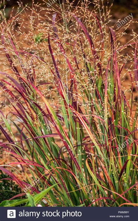 Shenandoah Red Switchgrass