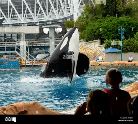 Shamu Orca Whale Kills Seaworld Trainer At Shamu Stadium In Florida