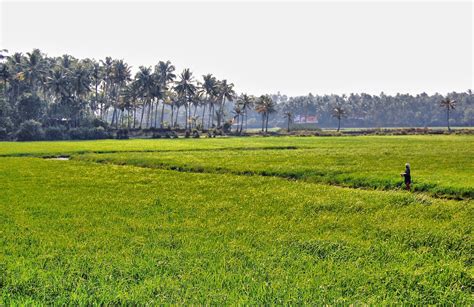 Kerala Tourism Village Life In Kerala India Rice Cultivation And