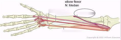 Wrist Flexors Diagram Quizlet