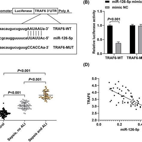 Traf Is A Target Gene Of Mir P A The Binding Site Between